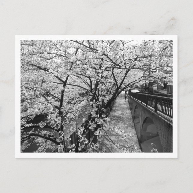 Carte Postale Fleurs de cerisiers : Meguro, Tokyo (noir/blanc) (Devant)