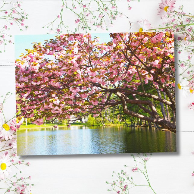 Carte Postale Fleurs De Cerisiers Roses En Pleine Floraison (Créateur téléchargé)