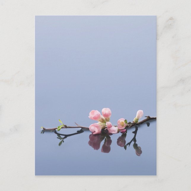 Carte Postale Fleurs de cerisiers sur l'eau (Devant)