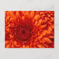Fleurs de chrysanthème
