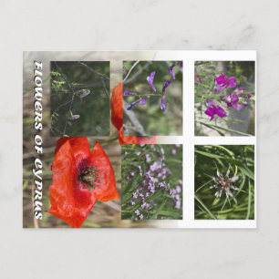 Carte Postale fleurs de chypre