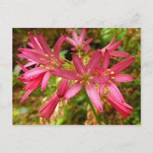 Carte Postale Fleurs de Clintonia rouges aux séquoias