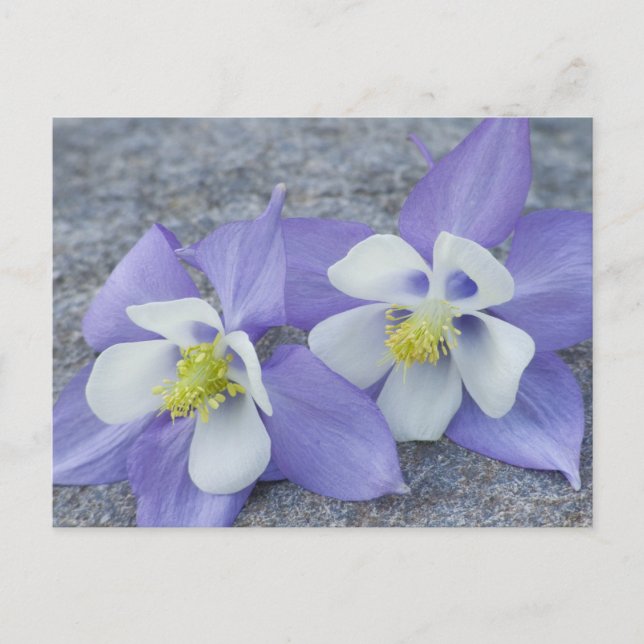 Carte Postale Fleurs de colonne (Devant)