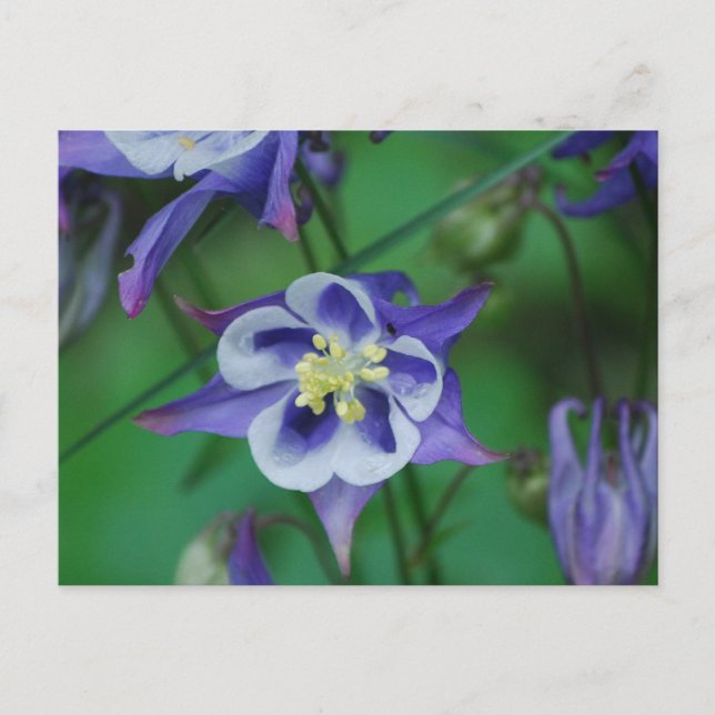 Carte postale Fleurs de colonne bleue et blanche (Devant)