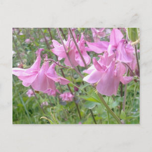 Carte postale Fleurs de colonne rose