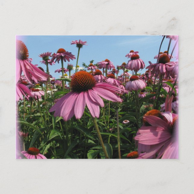 Carte postale Fleurs de cônes (Devant)