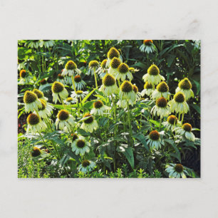 Carte Postale Fleurs de cônes, Bute Park, Cardiff, Pays de Galle