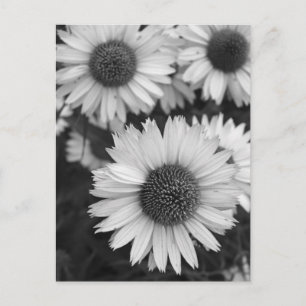 Carte Postale Fleurs de cônes - Faisée - En noir et blanc