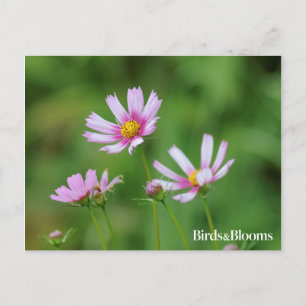 Carte Postale Fleurs de cosmos