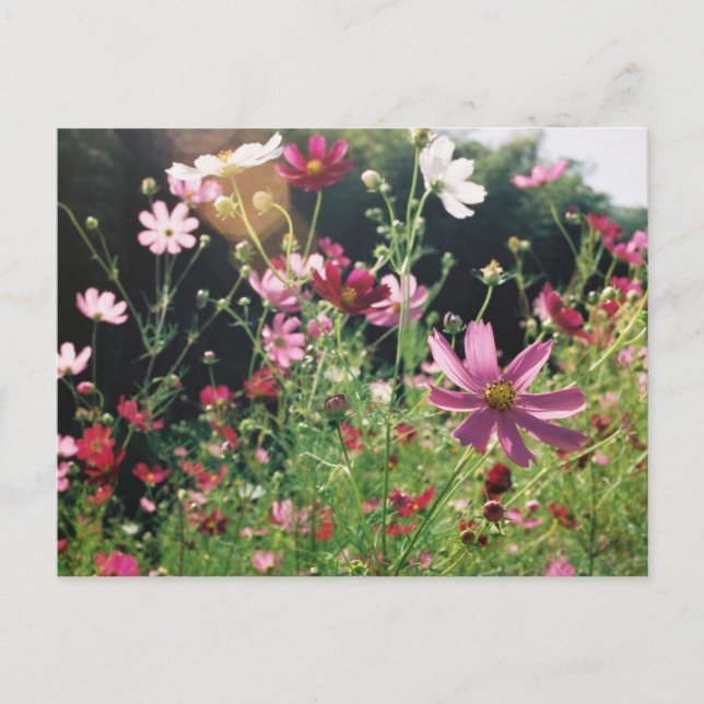 Carte Postale Fleurs de Cosmos : Japon (Devant)