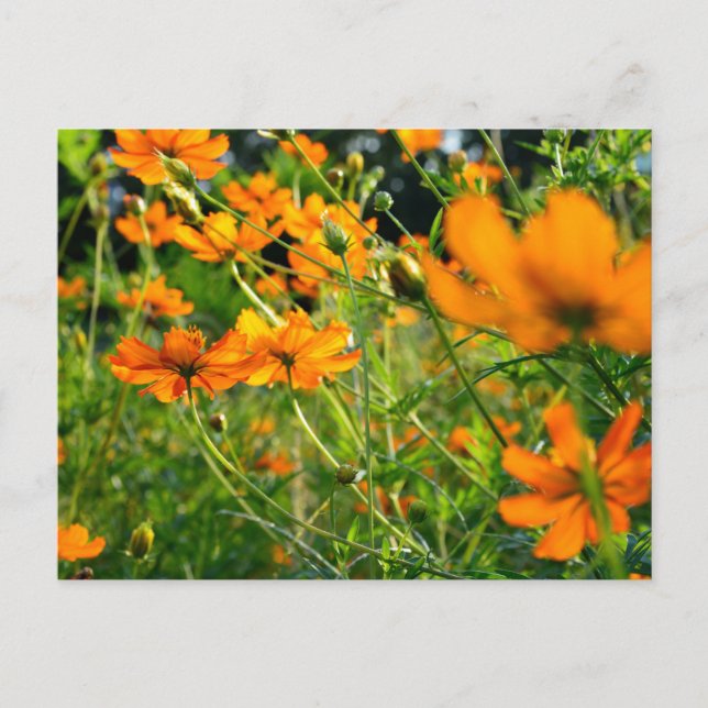 Carte Postale Fleurs de Cosmos Orange (Devant)