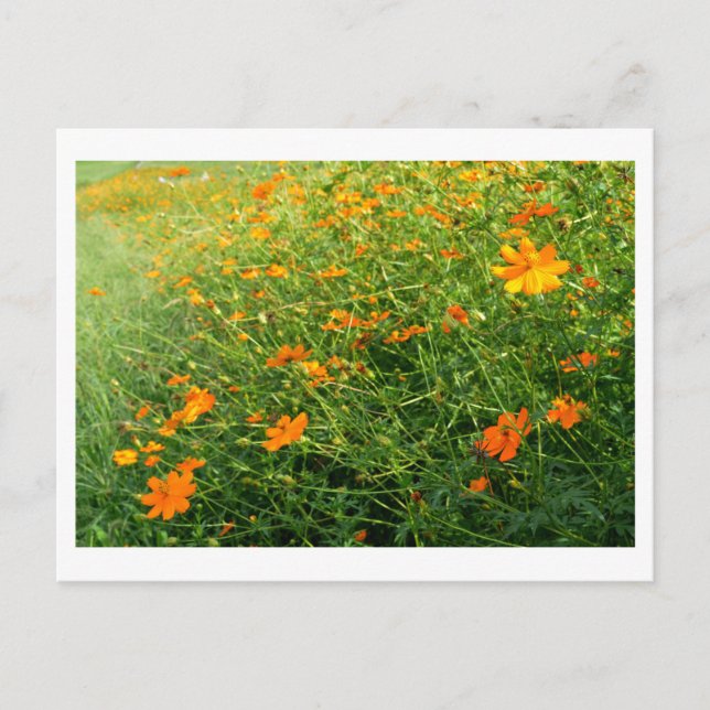 Carte Postale Fleurs de Cosmos orange : Japon (Devant)