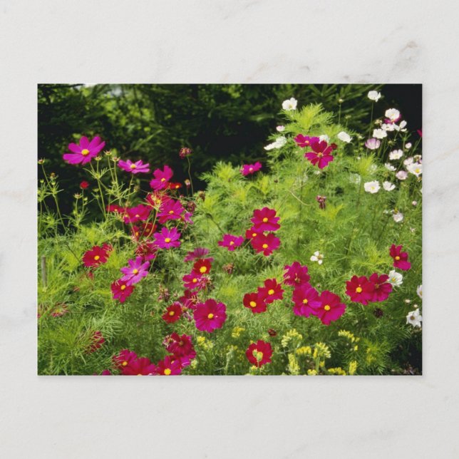 Carte Postale Fleurs de Cosmos rouges (Devant)