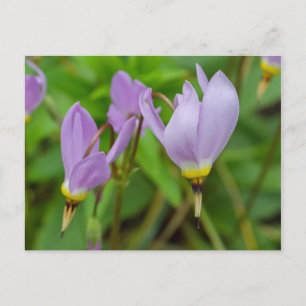 Carte Postale Fleurs de Crocus Nudiflorus Violettes