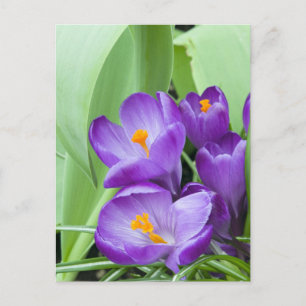 Carte Postale Fleurs de Crocus pourpres
