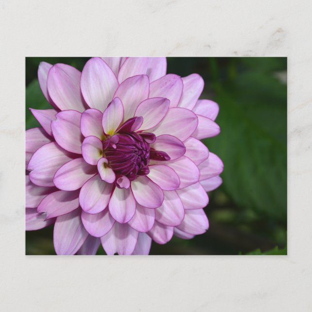 Carte postale fleurs de dahlia violet (Devant)
