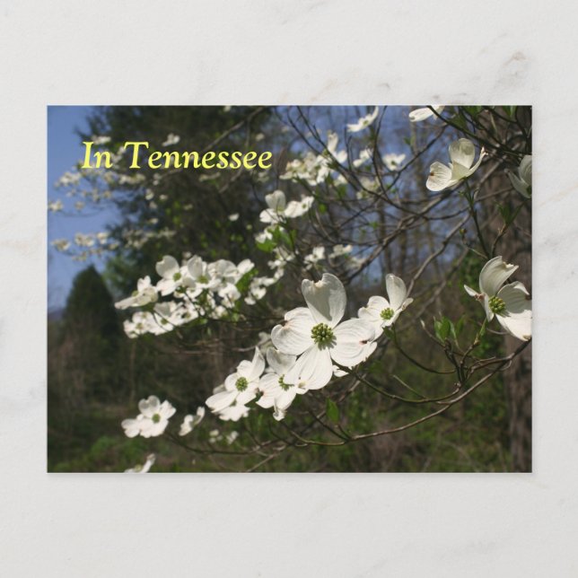Carte Postale Fleurs de Dogwood (Devant)