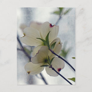 Carte Postale Fleurs de Dogwood