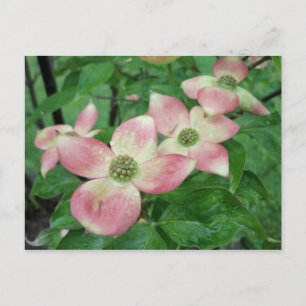 Carte Postale Fleurs de Dogwood Humides