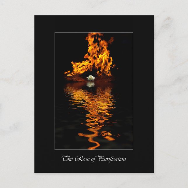 Carte Postale Fleurs de feu et de rose blanche Romance (Devant)