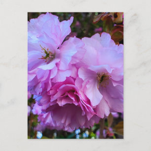 Carte Postale Fleurs de fleurs de cerisier rose