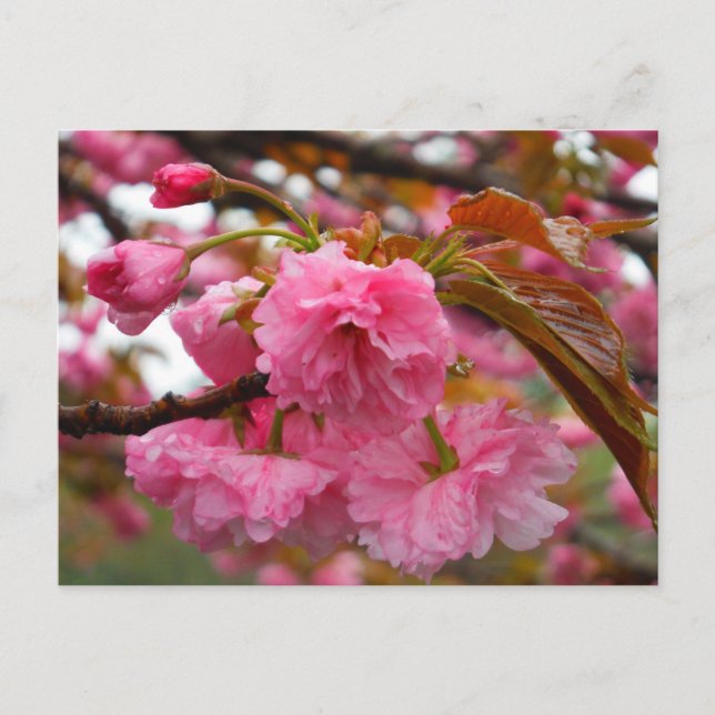 Carte Postale Fleurs de fleurs de cerisier rose chaud (Devant)