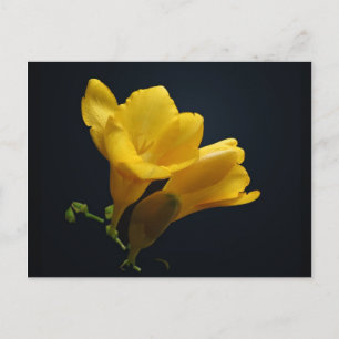 Carte postale Fleurs de Freesia Jaune