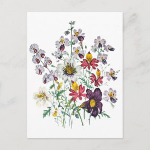 Carte Postale Fleurs de fringes et Fleurs de trompette de velour