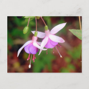 Carte Postale Fleurs de Fuschia