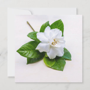 Carte postale Fleurs de Gardenia Blanches