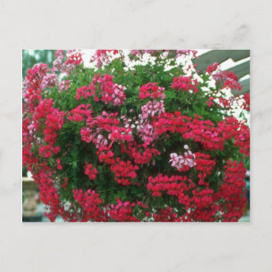 Carte Postale Fleurs de géranium d'ivoire (Pelargonium Peltatum)