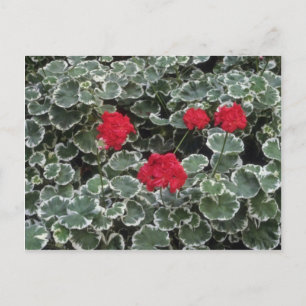 Carte Postale Fleurs de géranium zonal (Pelargonium Hortorum)