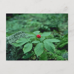 Carte Postale Fleurs de Ginseng sauvage (Panax Quinquefolius)