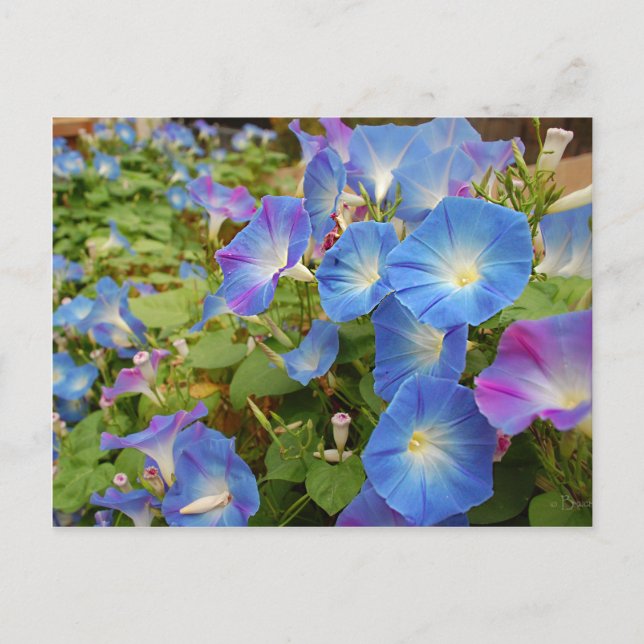 Carte Postale Fleurs de gloire du matin (Devant)