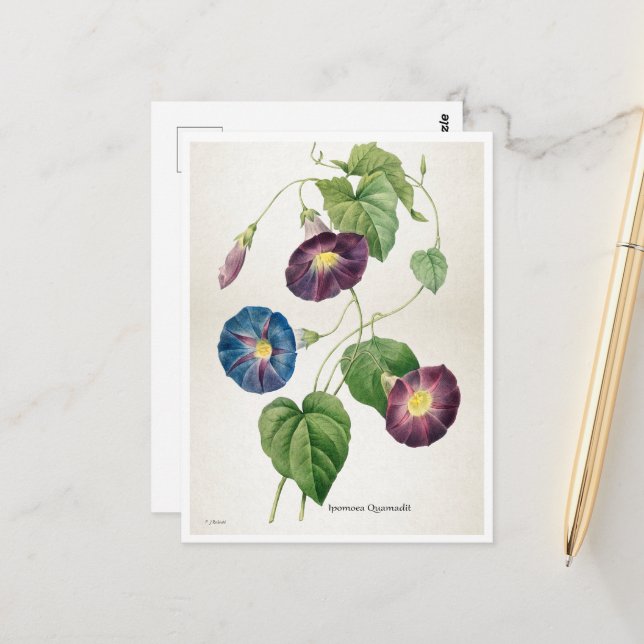 Carte Postale Fleurs de gloire du matin | Pierre-Joseph Redouté (Devant/Arrière en situation)