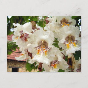 Carte postale Fleurs de haricots indiens