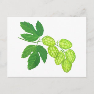 Carte postale Fleurs de houblon