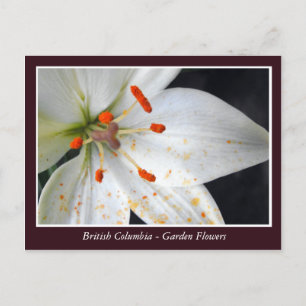 Carte Postale Fleurs de jardin BC