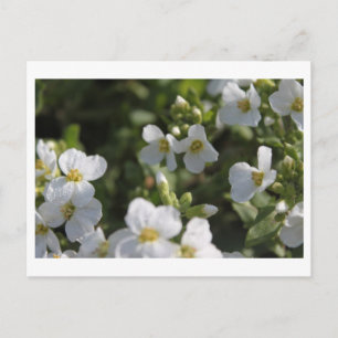 Carte Postale Fleurs de jardin d'été blanches fraîches et feuill