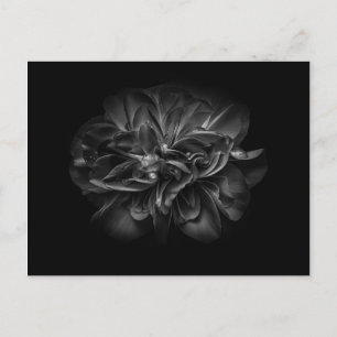 Carte Postale Fleurs De jardin En Noir Et Blanc 67