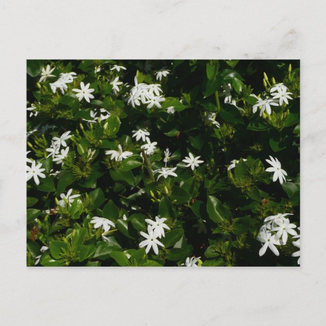Carte Postale Fleurs de jasmin Botanique tropicale florale (Devant)