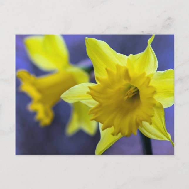 Carte Postale Fleurs de jonquille (Devant)
