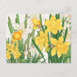 Carte Postale Fleurs de jonquille blanches et jaunes Jardin