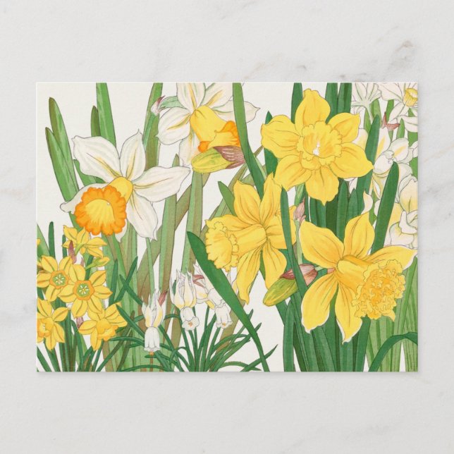 Carte Postale Fleurs de jonquille blanches et jaunes Jardin (Devant)