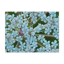 Fleurs de la Reine Anne