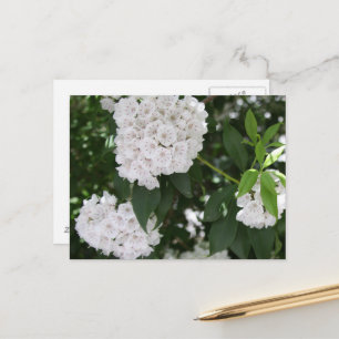 Carte Postale Fleurs de laurier blanc