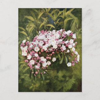 Carte Postale Fleurs de laurier de montagne