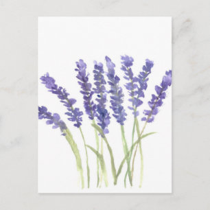 Carte Postale Fleurs de lavande
