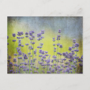 Carte Postale Fleurs de lavande
