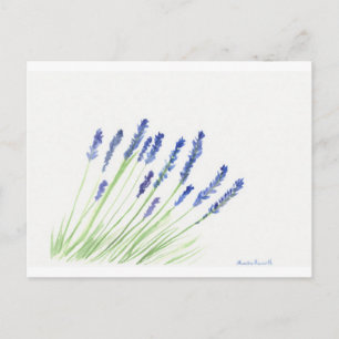 Carte Postale Fleurs de lavande